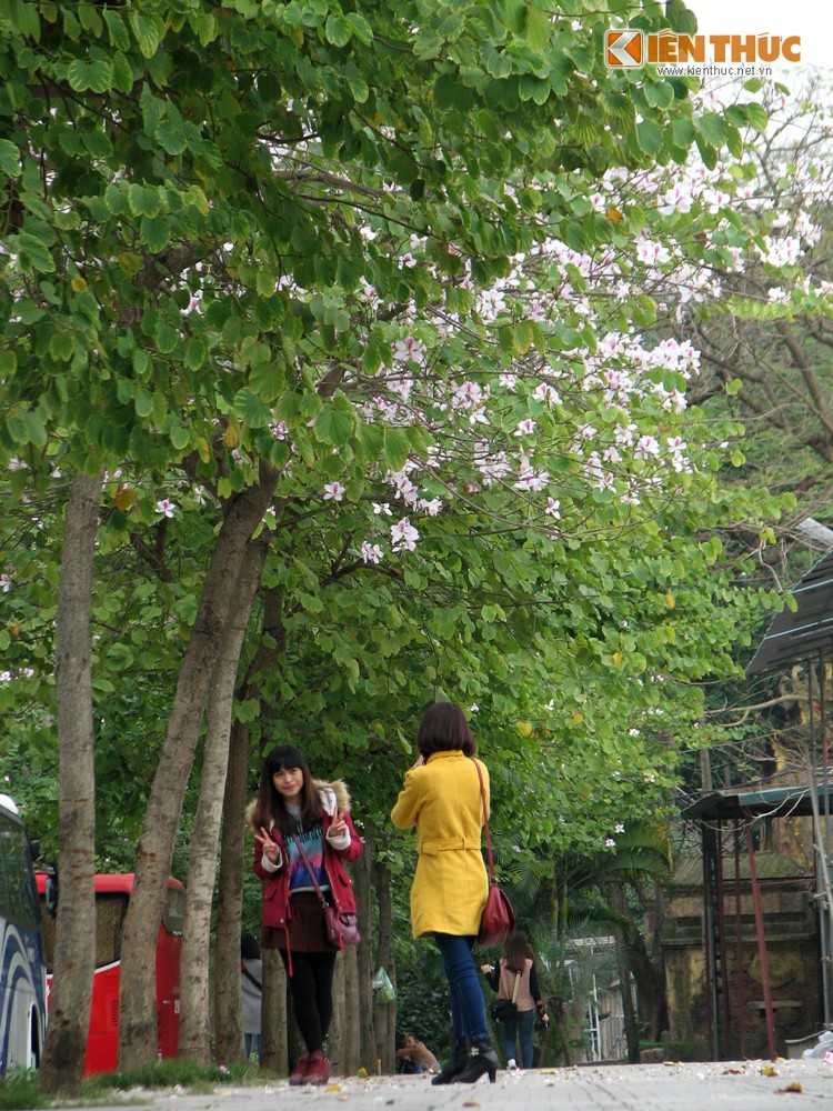Ngam hoa ban mang mua xuan Tay Bac ve giua long Ha Noi-Hinh-5